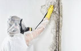 Best Black Mold Removal in Milan, OH